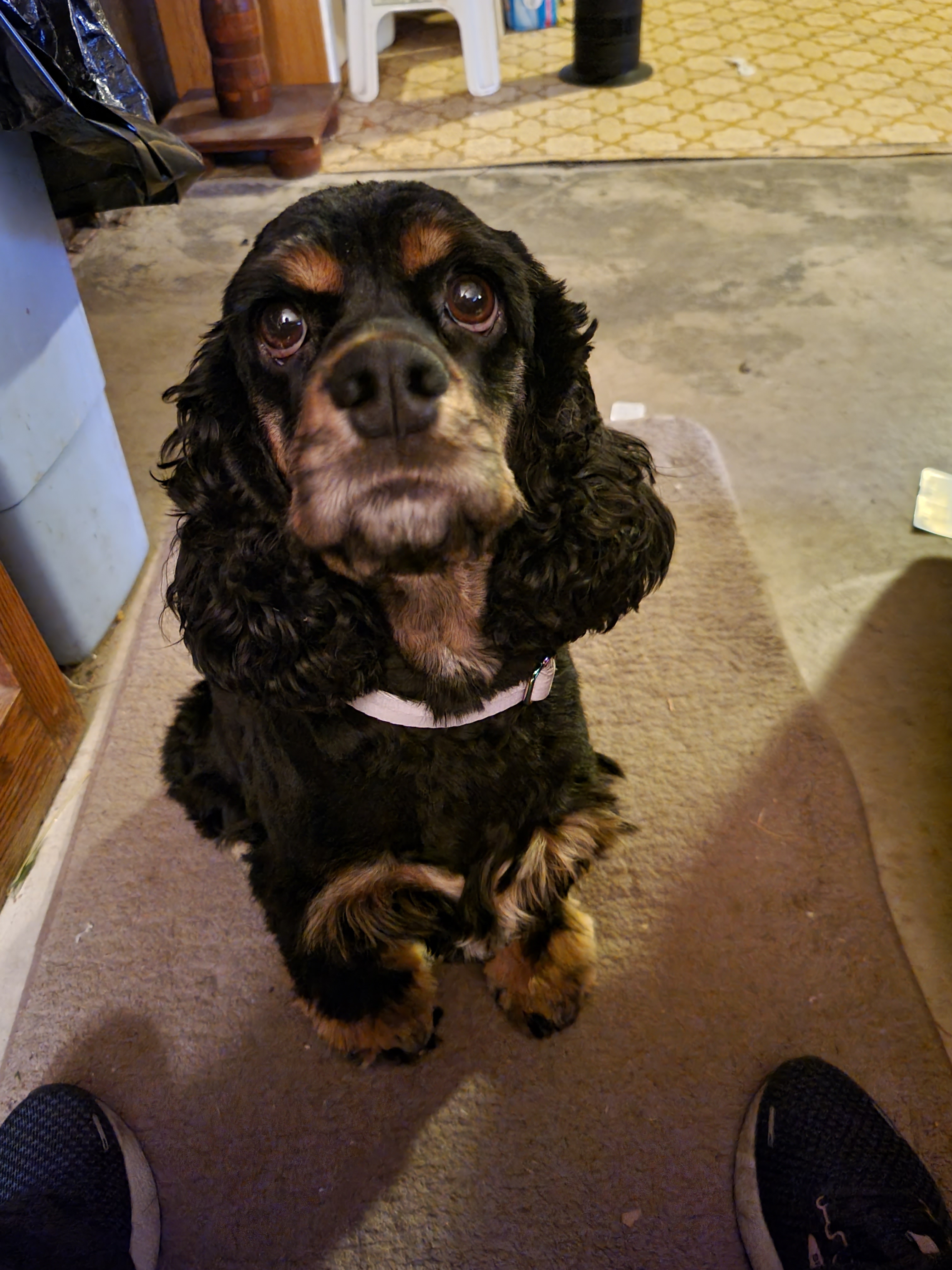 Lucy fresh grooming