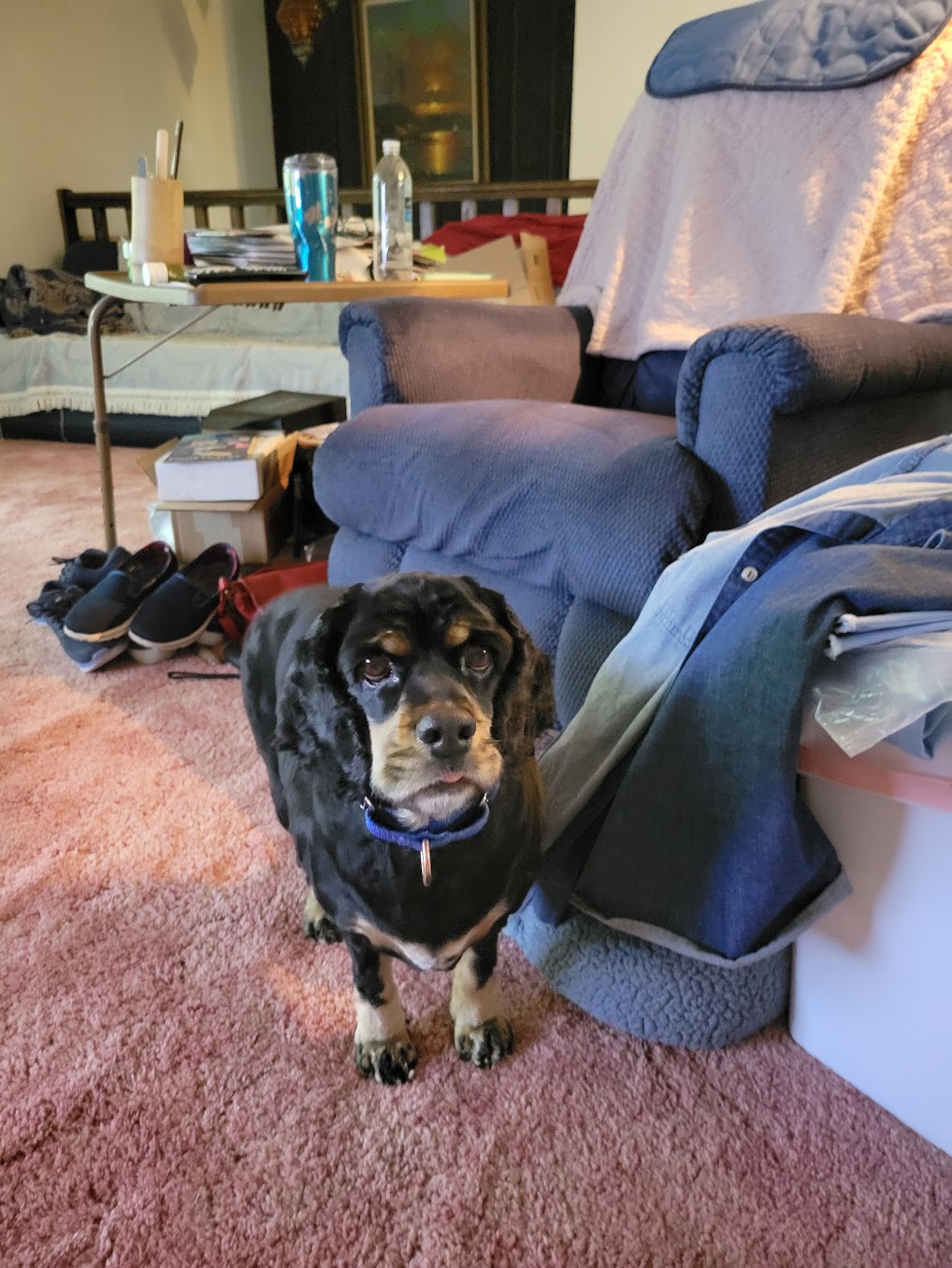 Lucy waiting for treat