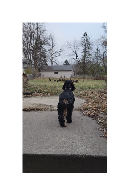 Lucy fall turkey watch