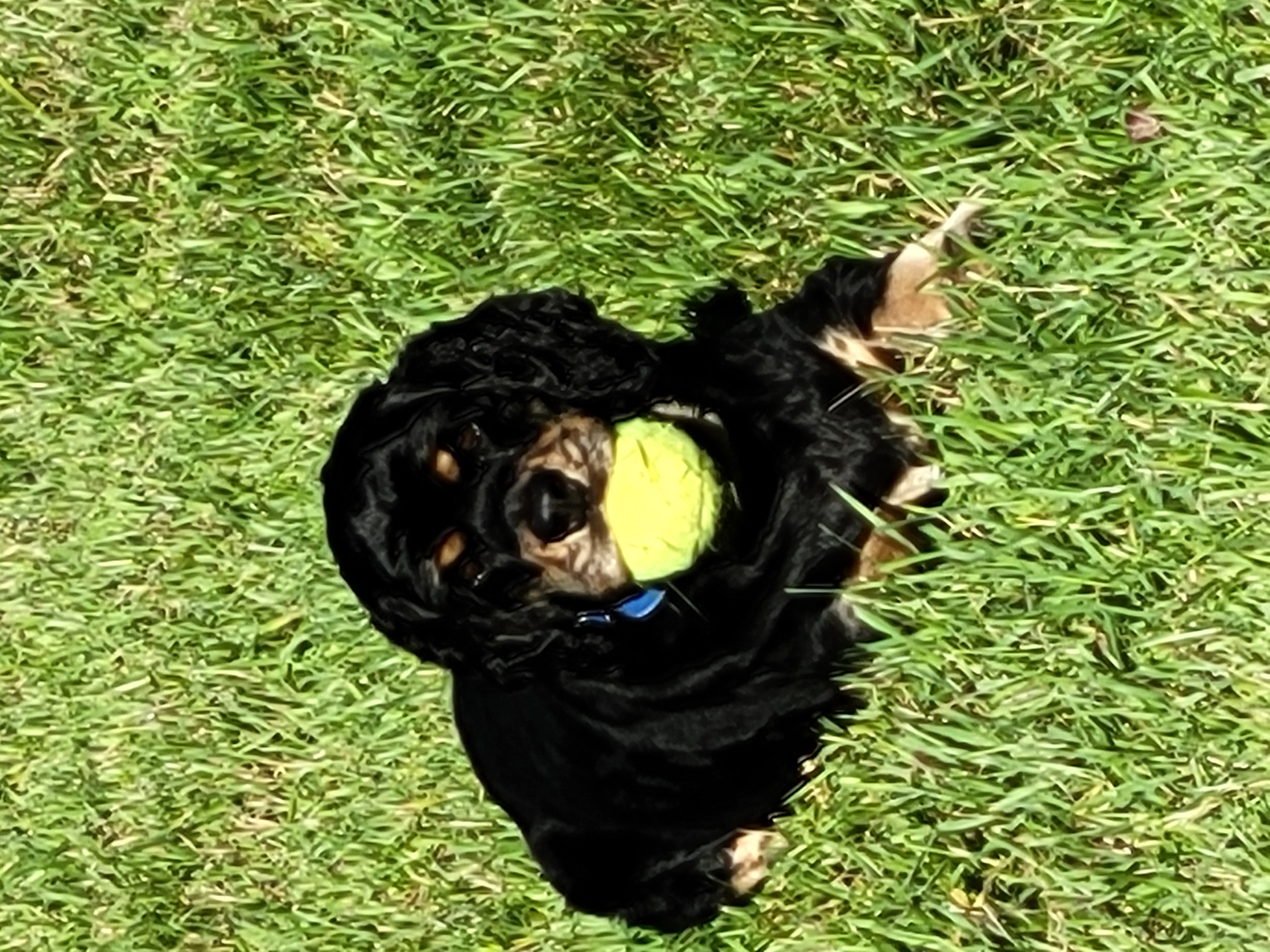 Lucy with tennis ball