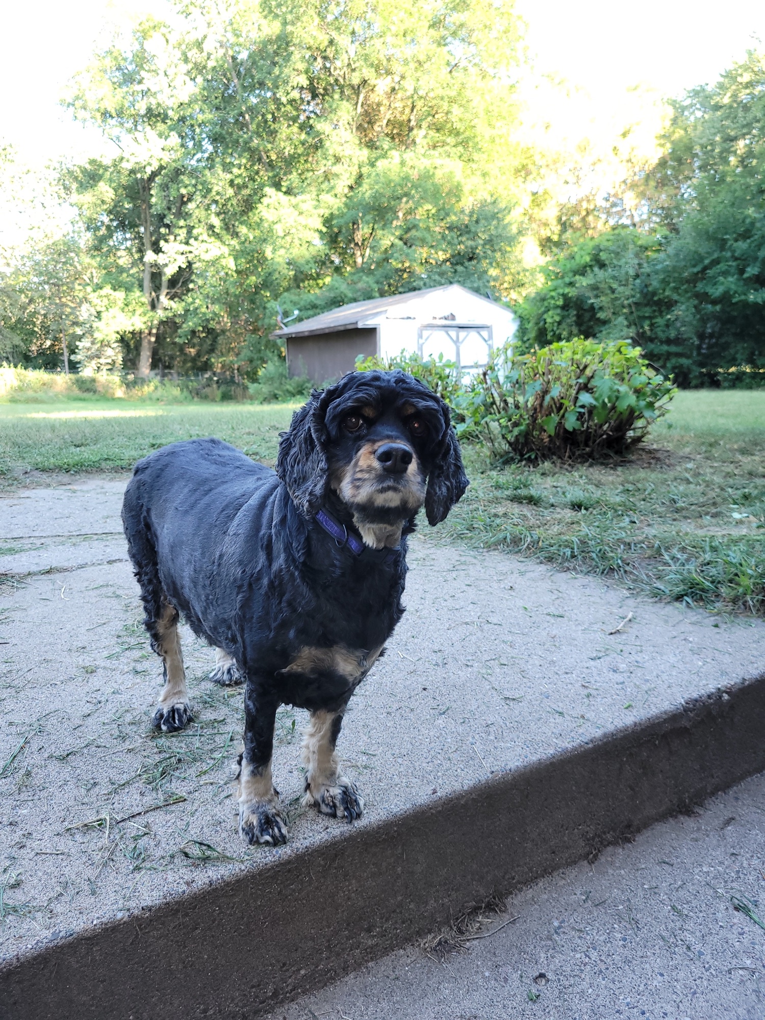 Lucy standing in a sunlit summer backyard